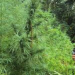 Policeman looks at a marijuana plant (Photo: National Police)