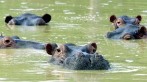 hippos