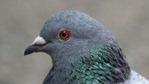 pigeon