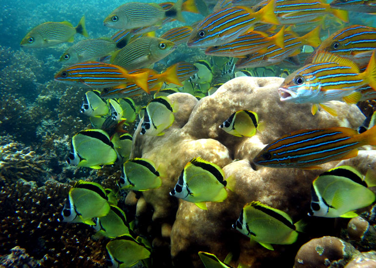 Colombia's Pacific marine biodiversity on exhibit in Cali