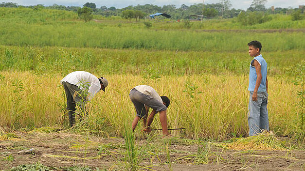 Smuggled rice threatens livelihood of 2 million Colombians: Federation