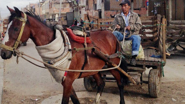 Abuse of horses will result in jail time: report