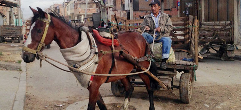 Mistreatment of Horses