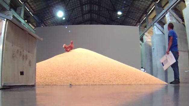 Medellin chicken eats part of senior artist’s piece