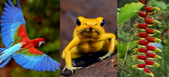 Colombia only Invests 1% into conserving its biodiversity: new documentary