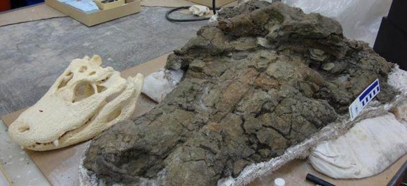 One species to rule them all, giant crocodile fossil discovered in northern  Colombia