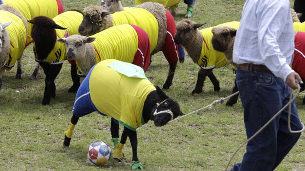 Colombia’s sheep win ‘Wool Cup’ in lead up to Brazil Soccer World Cup 2014