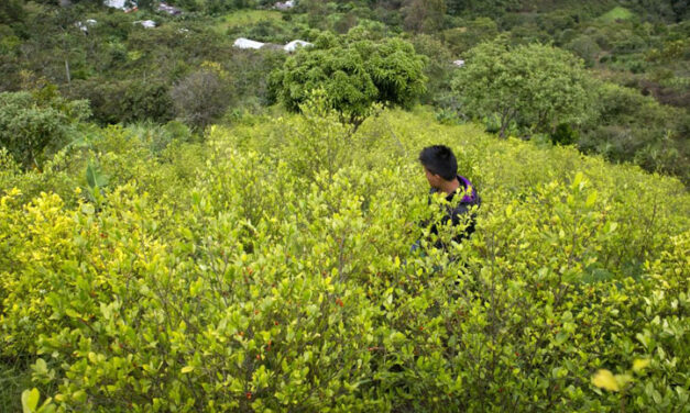 US debating drug bill that could end up targeting Colombia’s coca farmers