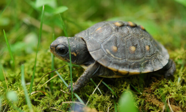 Endangered turtles to be released in Colombia’s Caribbean waters
