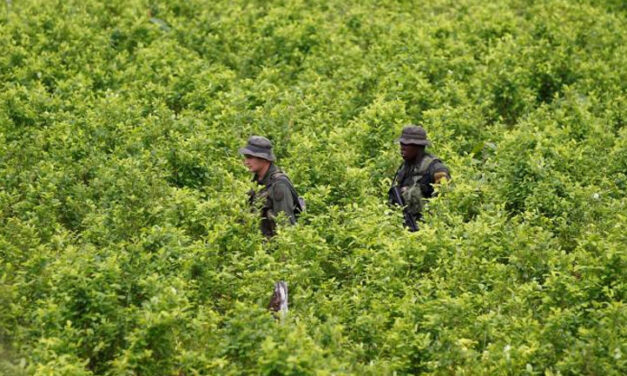 Colombia concerned over sharp increase in coca cultivation