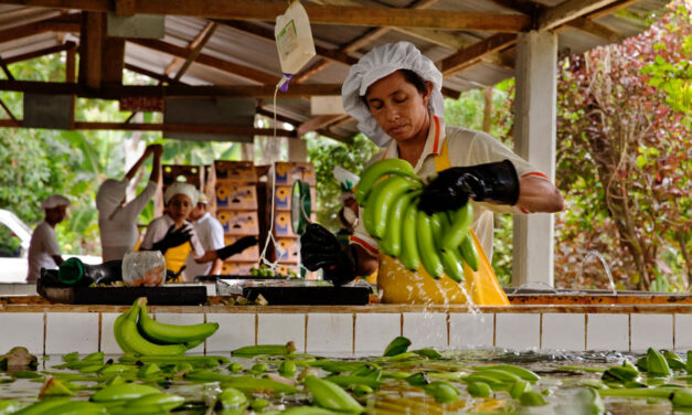 Colombia’s bananas could be devastated if fungus arrives