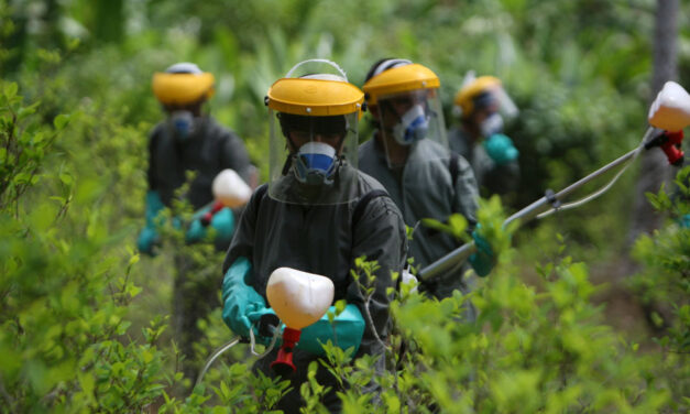 Colombia’s coca crop substitution at 5% of target as Trump threats loom: report