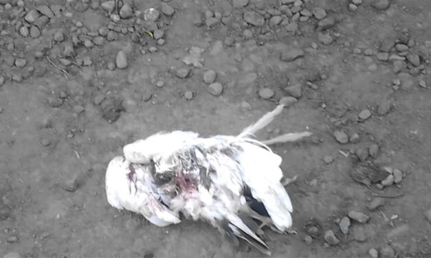 Colombia’s paramilitaries embark on full-blown terror campaign