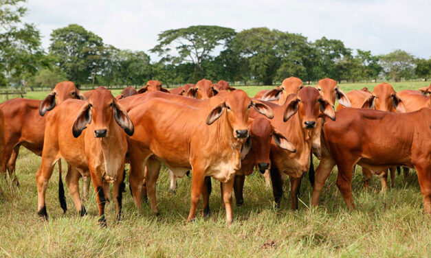 Colombia slaps $940K fine on ‘cattle cartel’