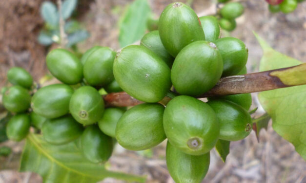 Colombia must replant 90,000 coffee hectares/yr to maintain output: federation