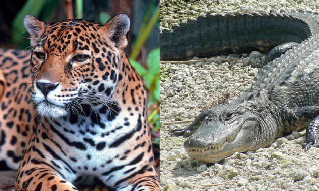 Colombia’s Tayrona Park struggling to preserve endangered animal species