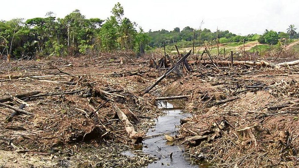Deforestation in Colombia up 44%