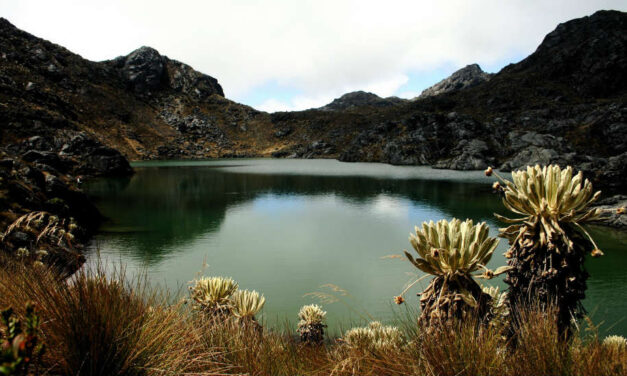 Future of one of Colombia’s most unique ecosystems uncertain