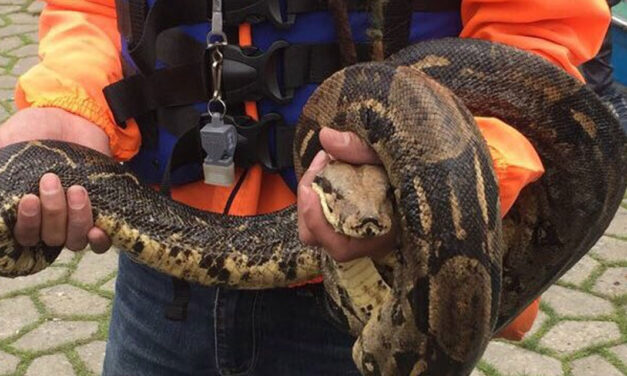 Bogota finds boa constrictor in central park