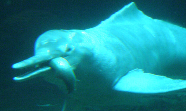 Colombia’s endangered Amazon dolphin population cut in half every decade