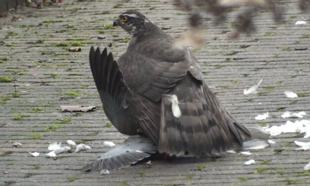 Santos left 39% of Colombia’s peace deals untouched: study