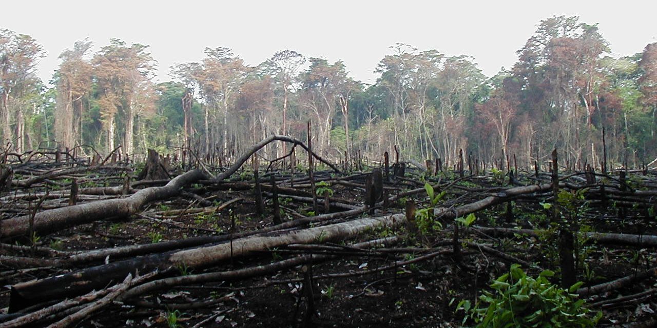 Deforestation statistics