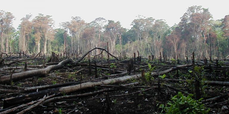 Why Colombia's deforestation spiked after the FARC's demobilization