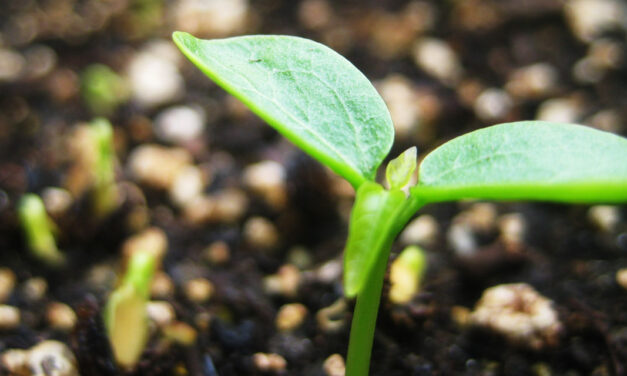 The economy is dead, long live the economy