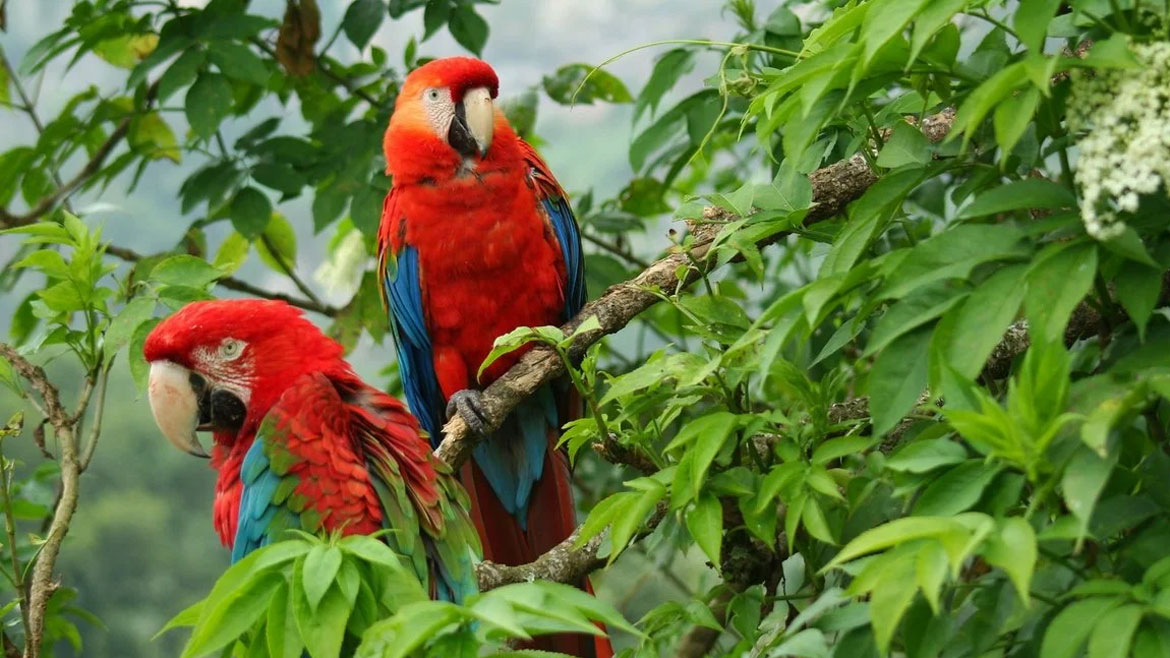 The threats to Colombia’s biodiversity